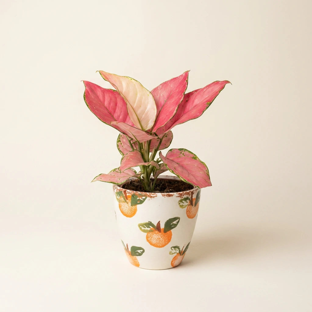 Aglaonema Pink Star – Plant Warehouse