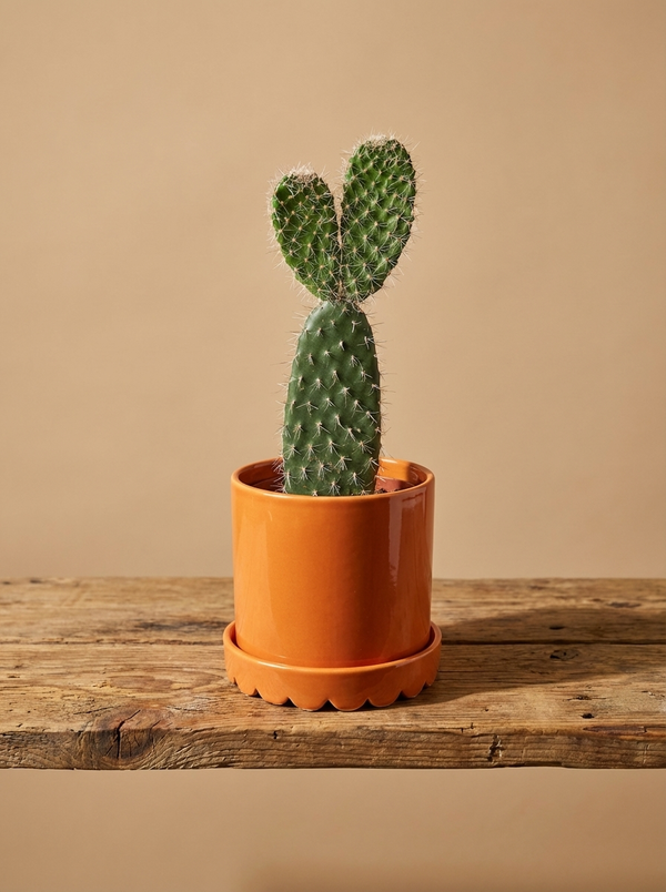 Plant & Scalloped Pot Gift Set - Bunny Ear Cactus