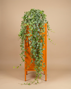 Variegated English Ivy