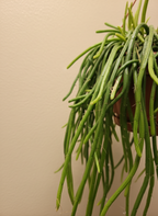 Trailing Moonlight Cactus