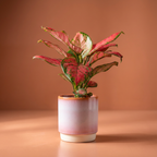 Aglaonema Pink Star