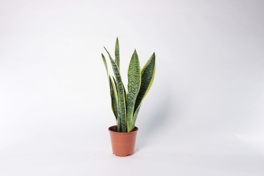 Snake Plant 'Laurentii'