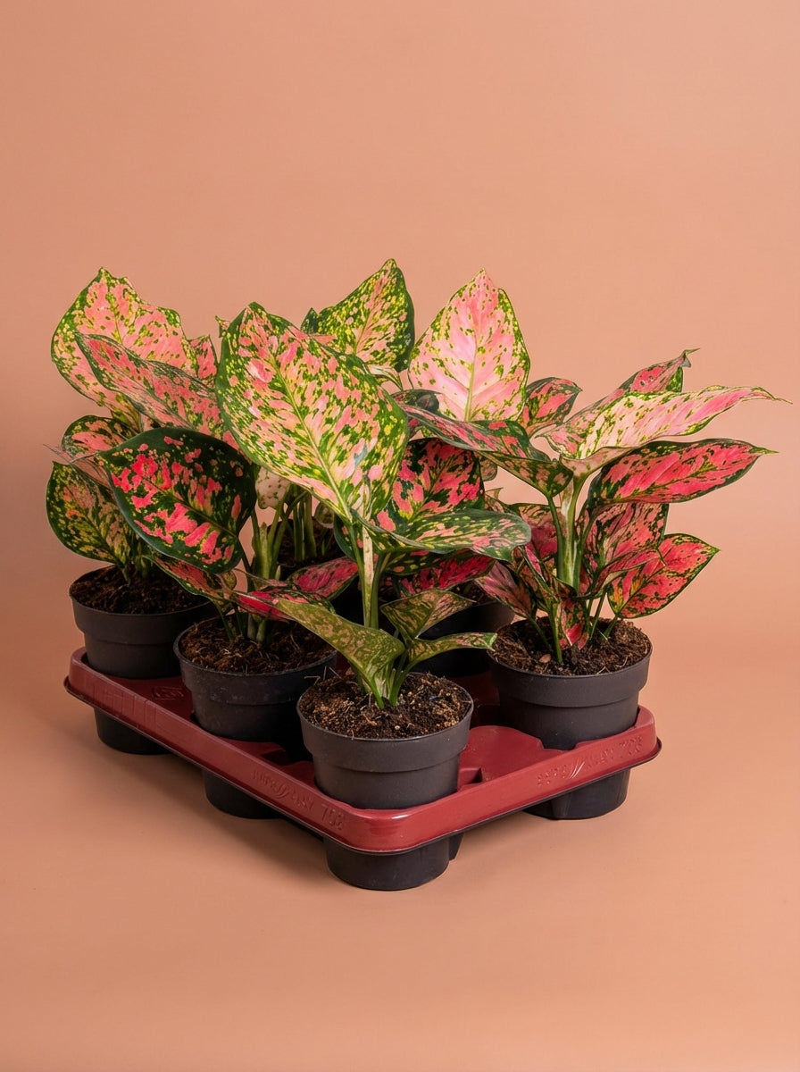 Aglaonema Crimson Love