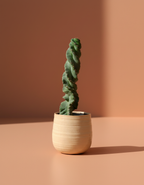 Spiral Cactus