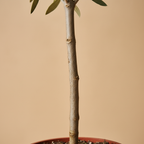 Olive Tree