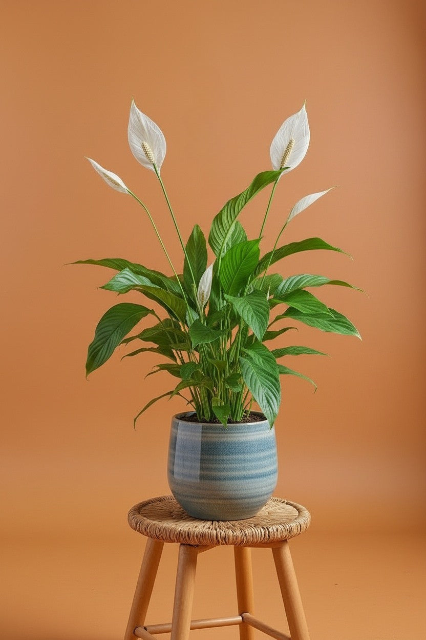 Peace Lilly