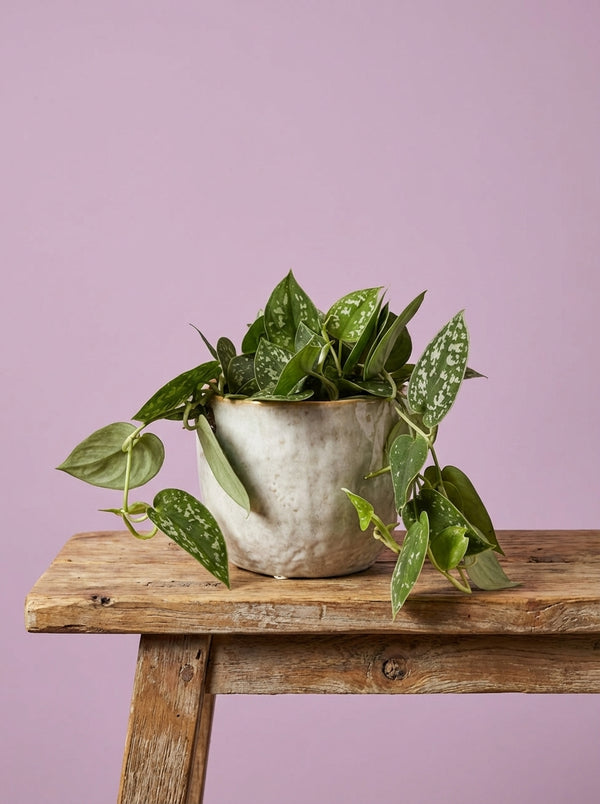 Plant & Pot Gift Set - Silver Pothos