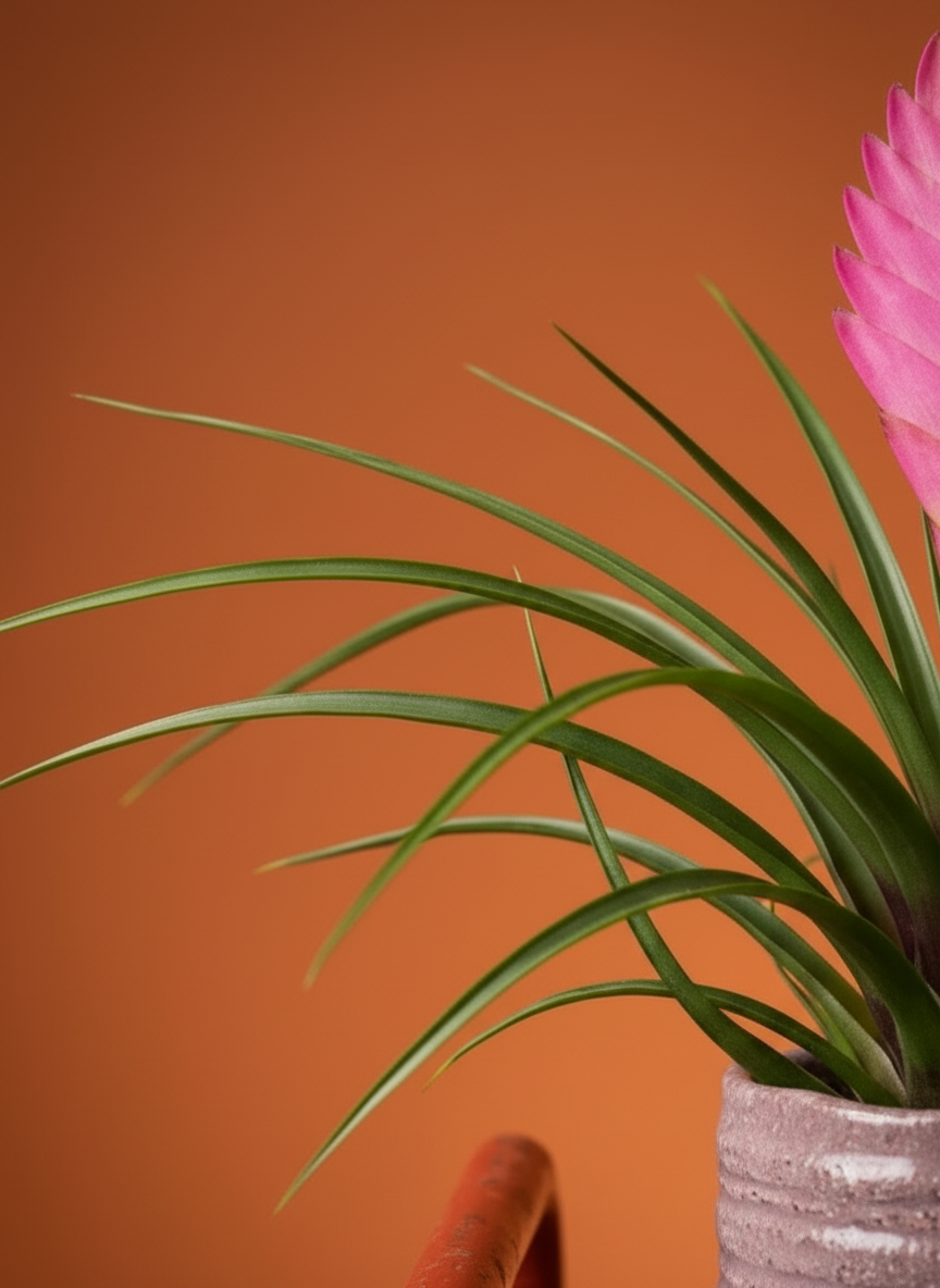 Pink Quill Plant