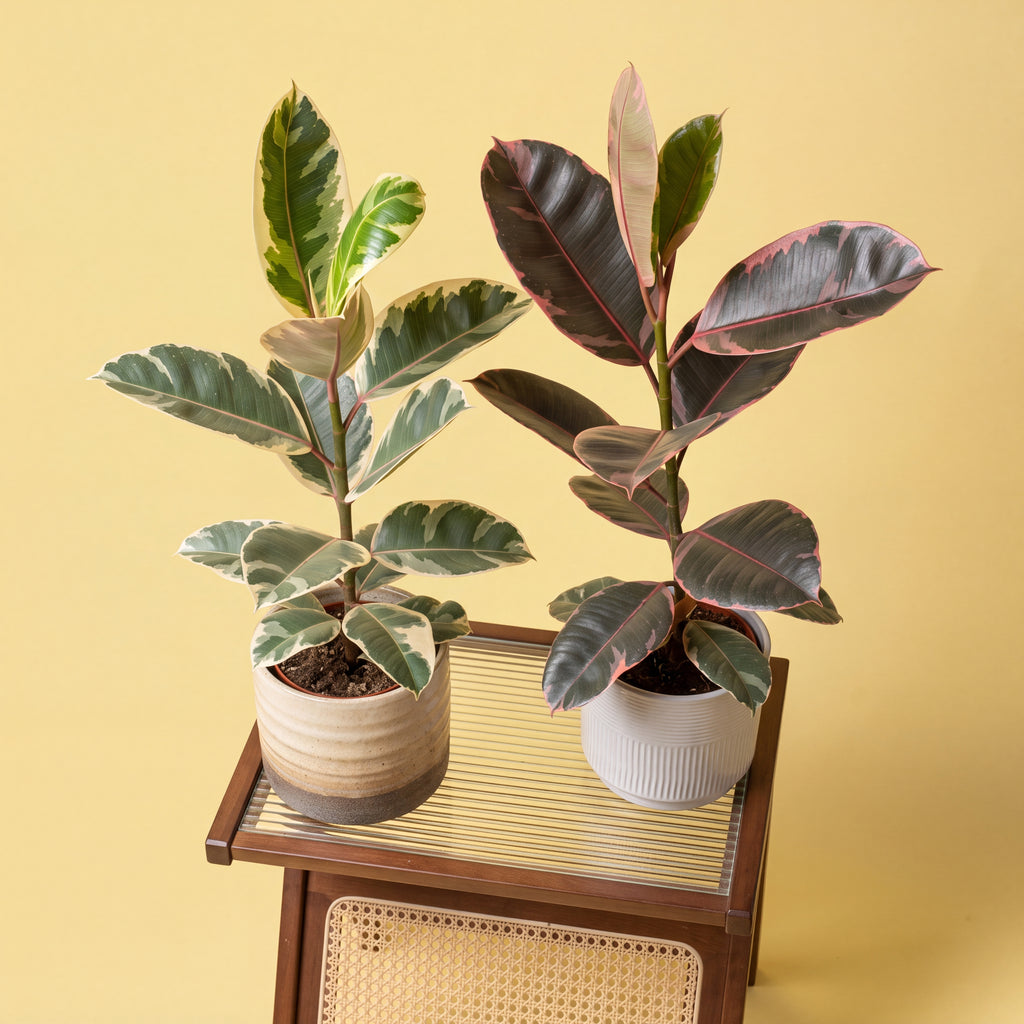 Single Stem Rubber Plant | Ficus Elastica