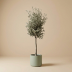 Olive Tree