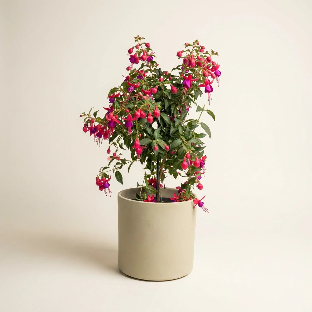 Fuchsia