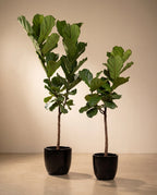 Fiddle Leaf Fig