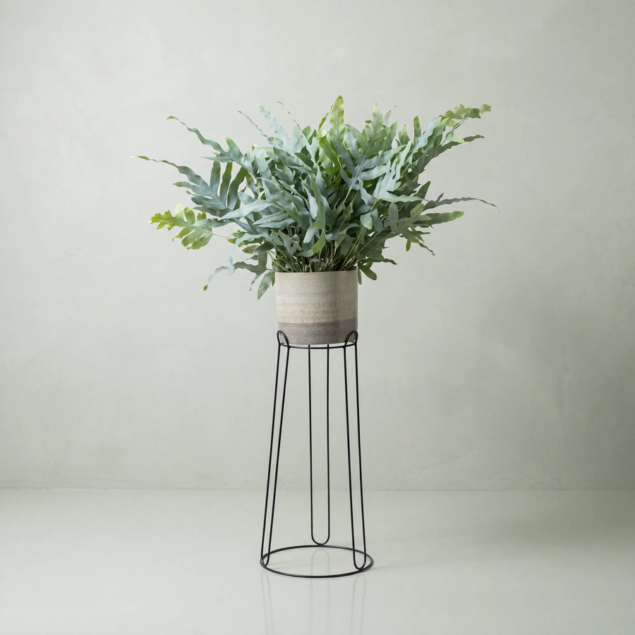 Blue Star Fern