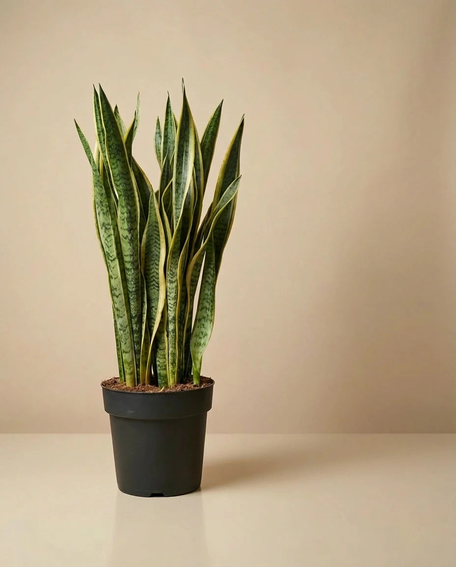 Snake Plant 'Laurentii'