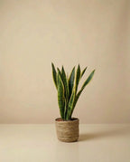 Snake Plant 'Laurentii'