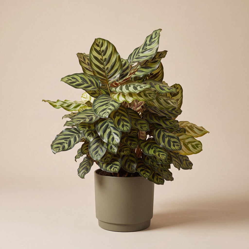 Calathea Makoyana