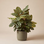 Calathea Makoyana
