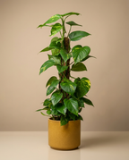 Devils Ivy | Scindapus on Moss Pole