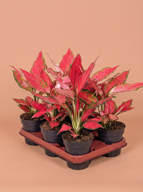 aglaonema cherry baby chinese evergreen 12cm pot house plant Aglaonema Cherry Baby – Plant Warehouse