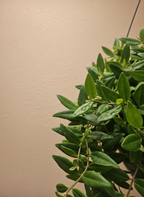 Shaggy Lipstick Plant