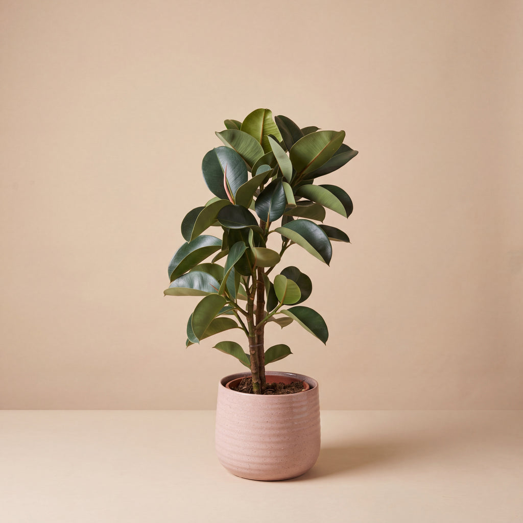 Rubber Plant Tree Form | Ficus