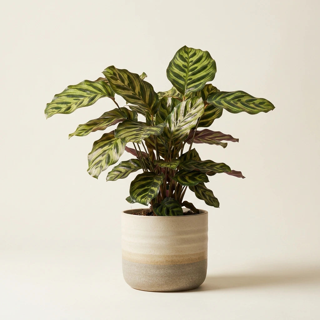 Calathea Makoyana