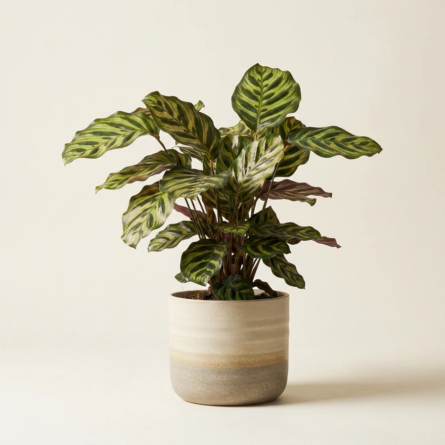 Calathea Makoyana