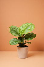 Calathea Orbifolia Small