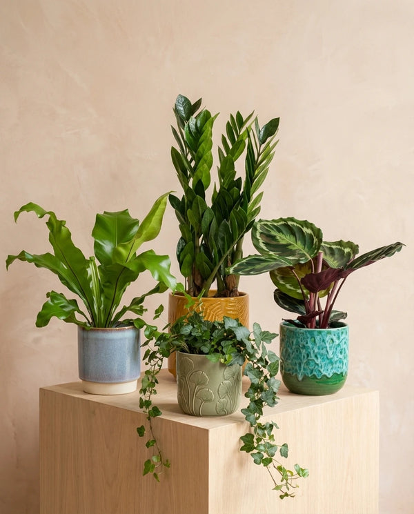 Air Purifying Bundle Of Four