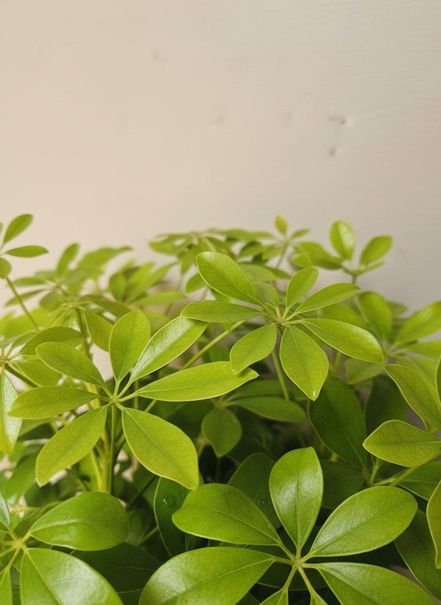 Umbrella Plant | Scheflerra