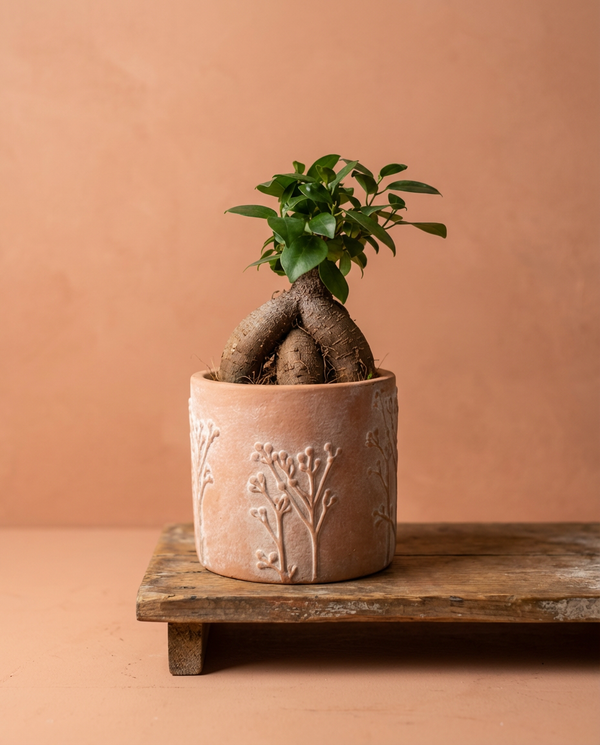 Ficus Ginseng Bonsai Tree