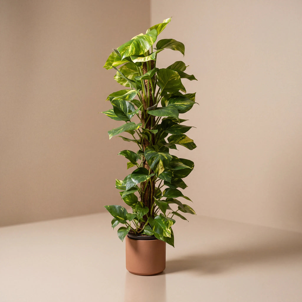 Devils Ivy | Scindapus on Moss Pole
