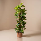 Devils Ivy | Scindapus on Moss Pole