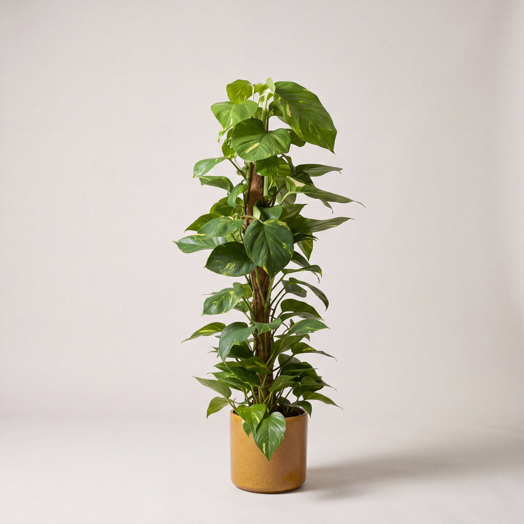 Devils Ivy | Scindapus on Moss Pole