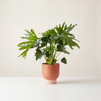 Split leaf philodendron styled in an orange ceramic pot
