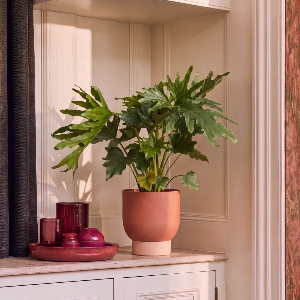 Split leaf philodendron in an orange ceramic pot on a stone shelf against cream panelling