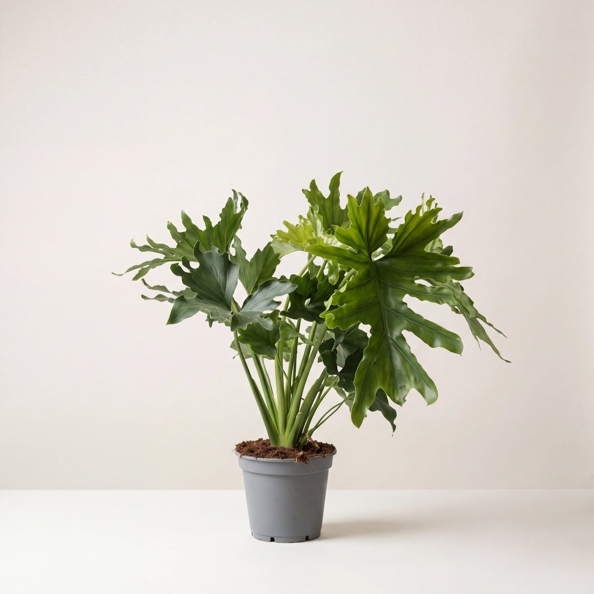 Split leaf philodendron in its nursery pot