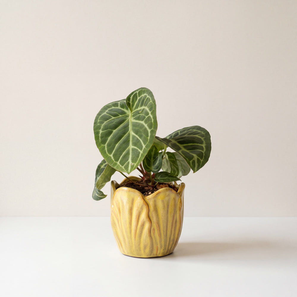 Velvet Leaf Anthurium