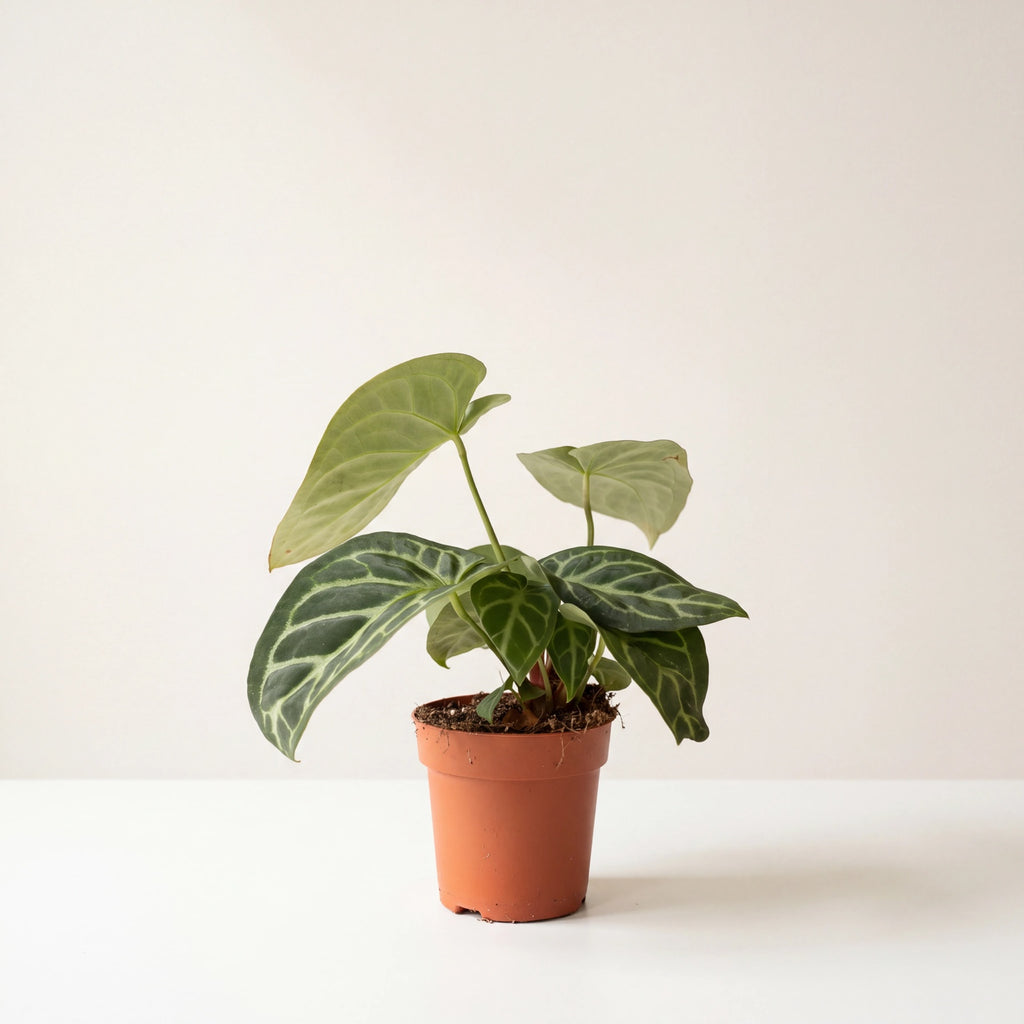 Velvet leaf anthurium in its nursery pot