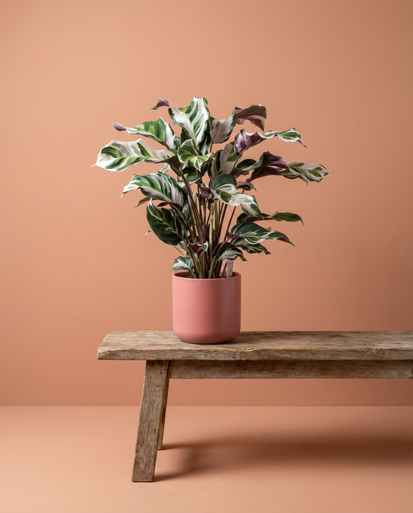 Calathea White Fusion