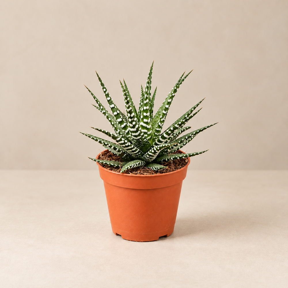 Zebra Haworthia