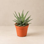 Zebra Haworthia succulent in a 12cm terracotta nursery pot on a warm neutral studio background