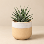 Zebra Haworthia displayed in a cream and sand ceramic planter on a neutral background