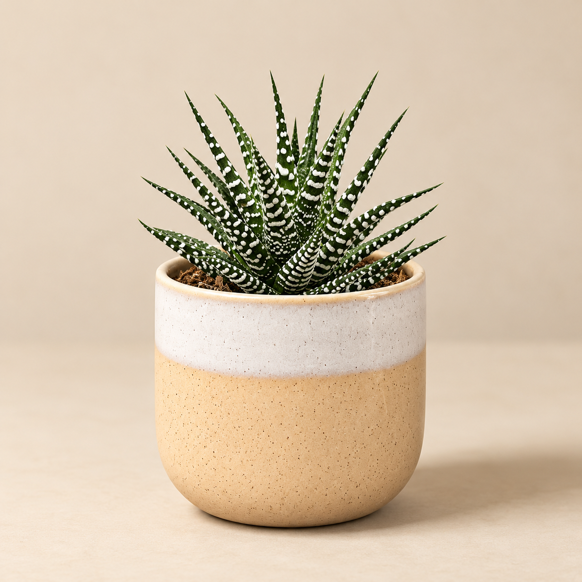 Zebra Haworthia displayed in a cream and sand ceramic planter on a neutral background