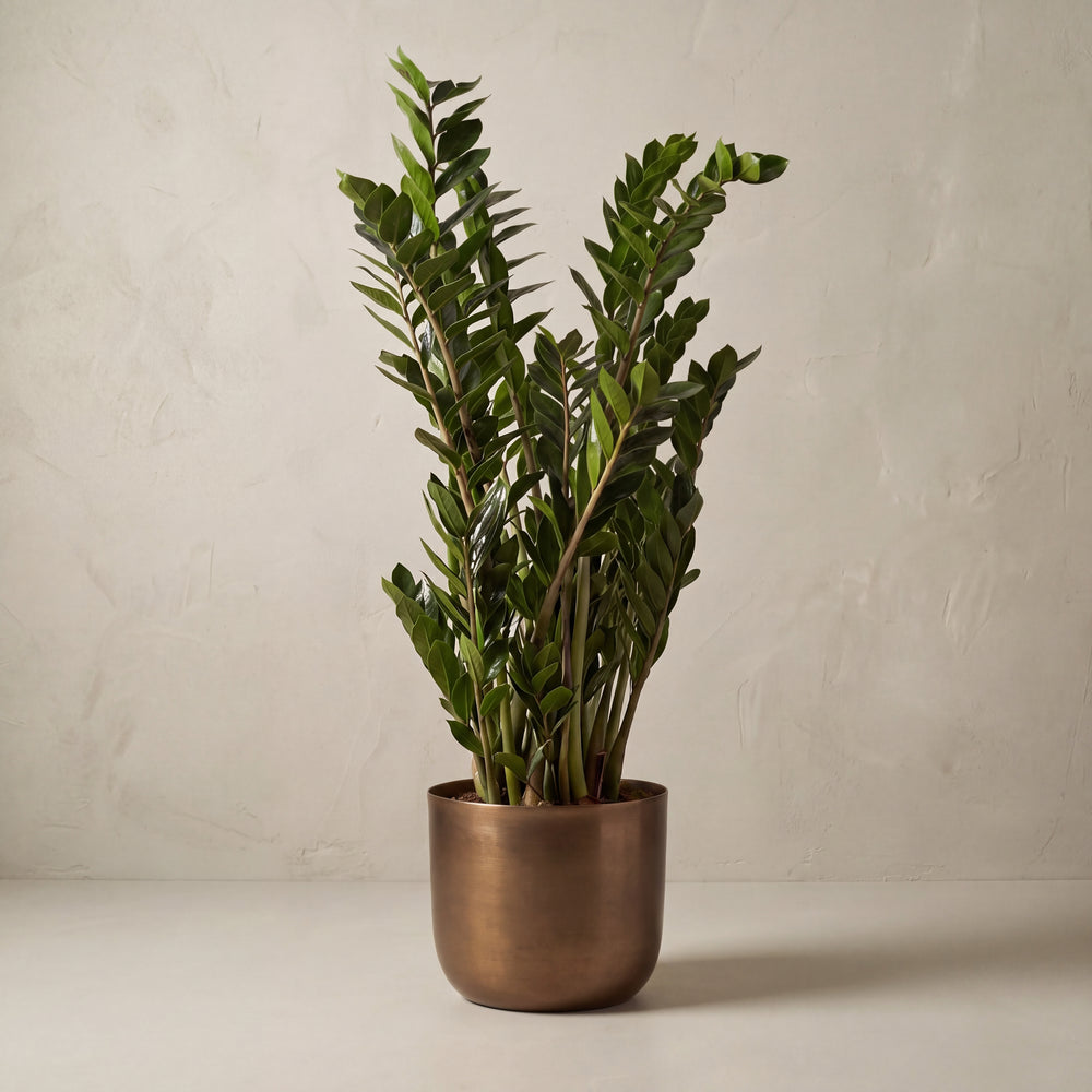ZZ Plant