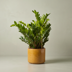 ZZ Plant