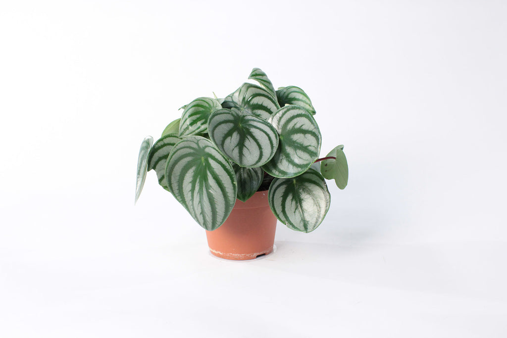 Watermelon Peperomia