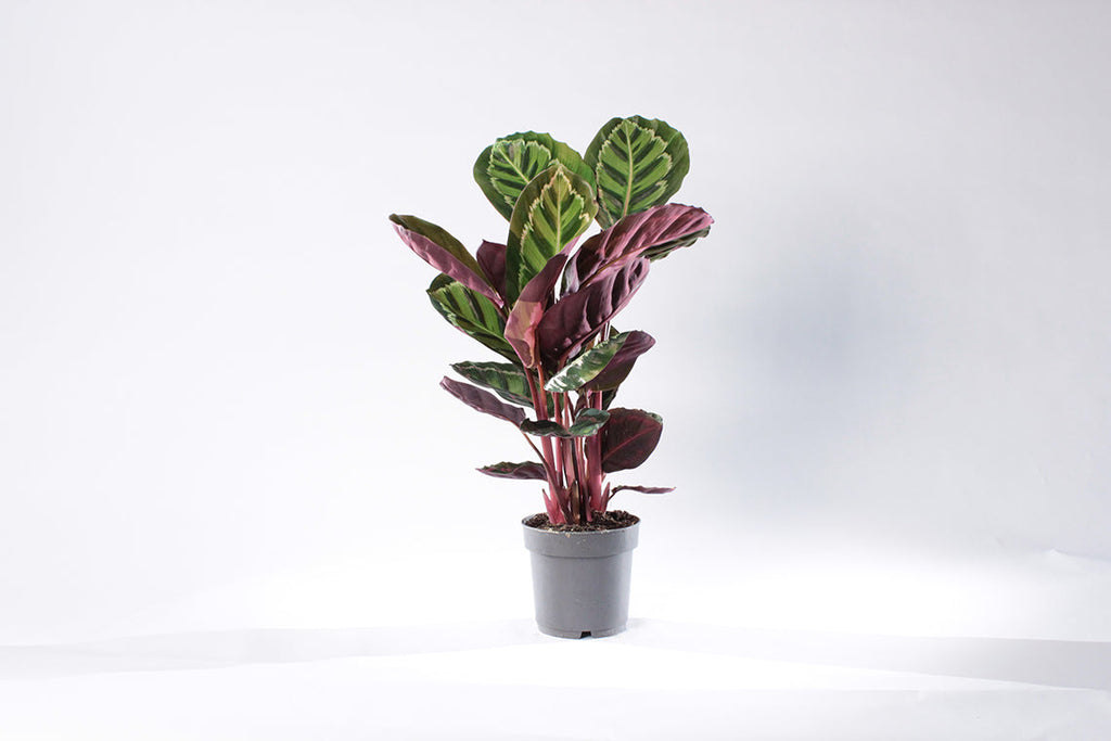Calathea medalion