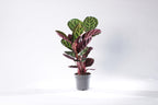 Calathea medalion