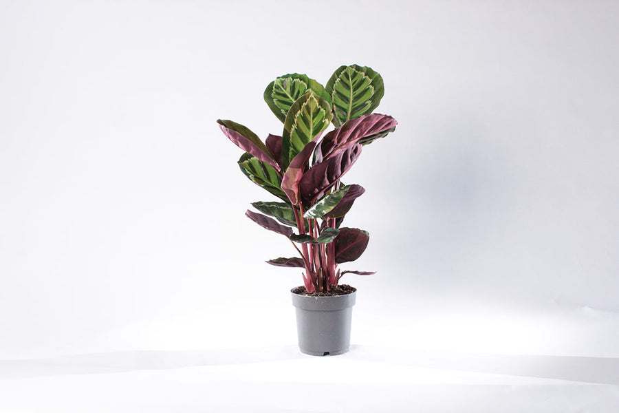 Calathea medalion